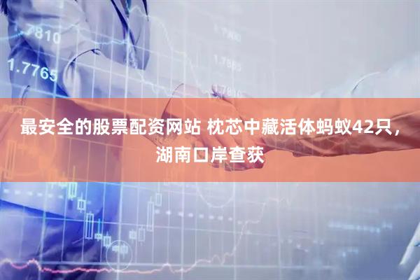 最安全的股票配资网站 枕芯中藏活体蚂蚁42只，湖南口岸查获